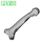 NH MER34 879 Gorilla gorilla gorilla hand phalanx fourth middle left ply