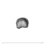 NH MER34 879 Gorilla gorilla gorilla hand phalanx fourth proximal left distal