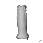 NH MER34 879 Gorilla gorilla gorilla hand phalanx fourth proximal left dorsal