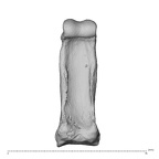 NH MER34 879 Gorilla gorilla gorilla hand phalanx fourth proximal left palmar