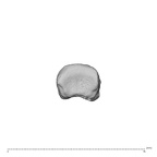 NH MER34 879 Gorilla gorilla gorilla hand phalanx fourth proximal left proximal