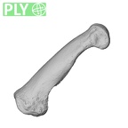 NH MER34 879 Gorilla gorilla gorilla hand phalanx fourth proximal left ply