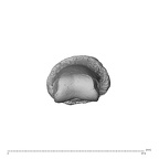 NH MER34 879 Gorilla gorilla gorilla hand phalanx second middle left distal