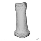 NH MER34 879 Gorilla gorilla gorilla hand phalanx second middle left dorsal
