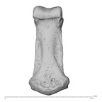 NH MER34 879 Gorilla gorilla gorilla hand phalanx second middle left palmar