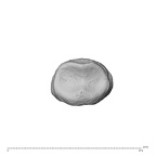 NH MER34 879 Gorilla gorilla gorilla hand phalanx second middle left proximal