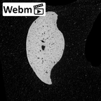 NH MER34 879 Gorilla gorilla gorilla hand phalanx second middle left ct stack movie