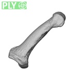 NH MER34 879 Gorilla gorilla gorilla hand phalanx second middle left ply