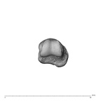 NH MER34 879 Gorilla gorilla gorilla hand phalanx second proximal left distal
