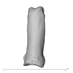 NH MER34 879 Gorilla gorilla gorilla hand phalanx second proximal left dorsal