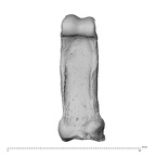 NH MER34 879 Gorilla gorilla gorilla hand phalanx second proximal left palmar
