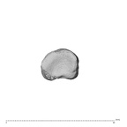 NH MER34 879 Gorilla gorilla gorilla hand phalanx second proximal left proximal