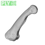 NH MER34 879 Gorilla gorilla gorilla hand phalanx second proximal left ply