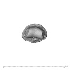 NH MER34 879 Gorilla gorilla gorilla hand phalanx third middle left distal