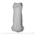 NH MER34 879 Gorilla gorilla gorilla hand phalanx third middle left dorsal