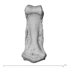 NH MER34 879 Gorilla gorilla gorilla hand phalanx third middle left palmar