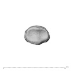 NH MER34 879 Gorilla gorilla gorilla hand phalanx third middle left proximal