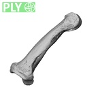 NH MER34 879 Gorilla gorilla gorilla hand phalanx third middle left ply