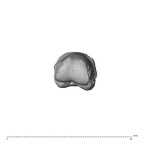 NH MER34 879 Gorilla gorilla gorilla hand phalanx third proximal left distal