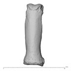 NH MER34 879 Gorilla gorilla gorilla hand phalanx third proximal left dorsal