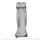 NH MER34 879 Gorilla gorilla gorilla hand phalanx third proximal left palmar