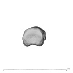 NH MER34 879 Gorilla gorilla gorilla hand phalanx third proximal left proximal