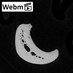NH MER34 879 Gorilla gorilla gorilla hand phalanx third proximal left ct stack movie