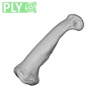 NH MER34 879 Gorilla gorilla gorilla hand phalanx third proximal left ply