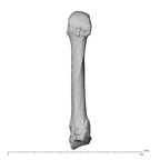 NH MER34 879 Gorilla gorilla gorilla metacarpal fifth left dorsal