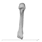 NH MER34 879 Gorilla gorilla gorilla metacarpal fifth left palmar