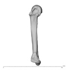 NH MER34 879 Gorilla gorilla gorilla metacarpal fifth left radial