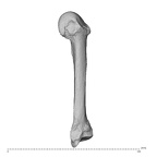 NH MER34 879 Gorilla gorilla gorilla metacarpal fifth left ulnar