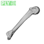 NH MER34 879 Gorilla gorilla gorilla metacarpal fifth left ply