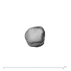 NH MER34 879 Gorilla gorilla gorilla metacarpal first left distal