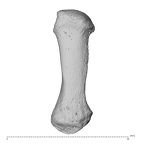 NH MER34 879 Gorilla gorilla gorilla metacarpal first left dorsal