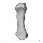 NH MER34 879 Gorilla gorilla gorilla metacarpal first left palmar