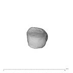 NH MER34 879 Gorilla gorilla gorilla metacarpal first left proximal