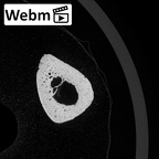 NH MER34 879 Gorilla gorilla gorilla metacarpal first left ct stack movie