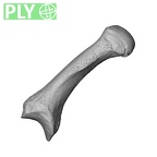 NH MER34 879 Gorilla gorilla gorilla metacarpal first left ply