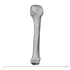 NH MER34 879 Gorilla gorilla gorilla metacarpal fourth left dorsal