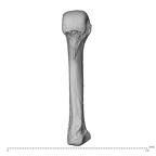 NH MER34 879 Gorilla gorilla gorilla metacarpal fourth left palmar