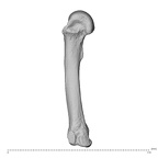 NH MER34 879 Gorilla gorilla gorilla metacarpal fourth left radial