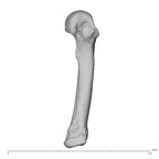 NH MER34 879 Gorilla gorilla gorilla metacarpal fourth left ulnar