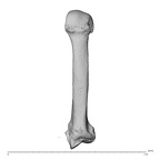 NH MER34 879 Gorilla gorilla gorilla metacarpal second left dorsal