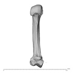 NH MER34 879 Gorilla gorilla gorilla metacarpal second left palmar