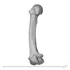 NH MER34 879 Gorilla gorilla gorilla metacarpal second left radial