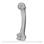 NH MER34 879 Gorilla gorilla gorilla metacarpal second left ulnar