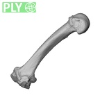NH MER34 879 Gorilla gorilla gorilla metacarpal second left ply