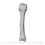 NH MER34 879 Gorilla gorilla gorilla metacarpal third left dorsal
