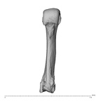 NH MER34 879 Gorilla gorilla gorilla metacarpal third left palmar